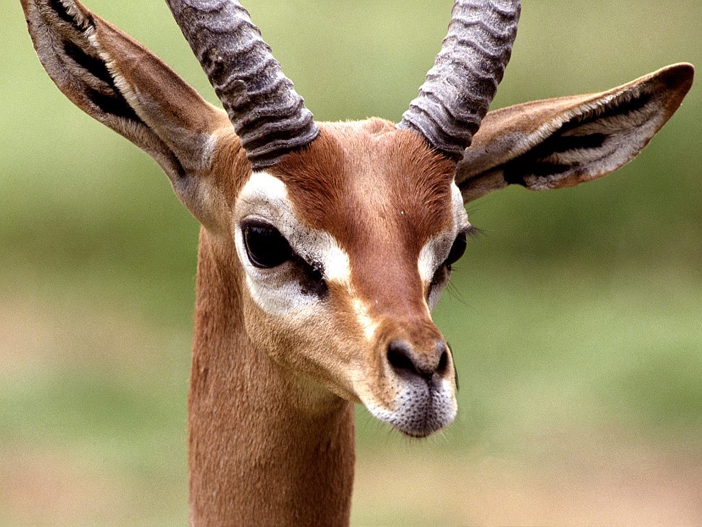 Gerenuk, Central Ethiopia